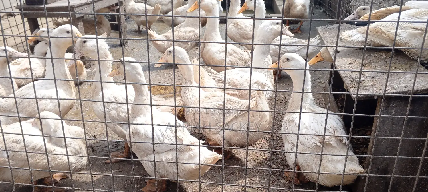 Jumbo Pekins Fertilize Eggs