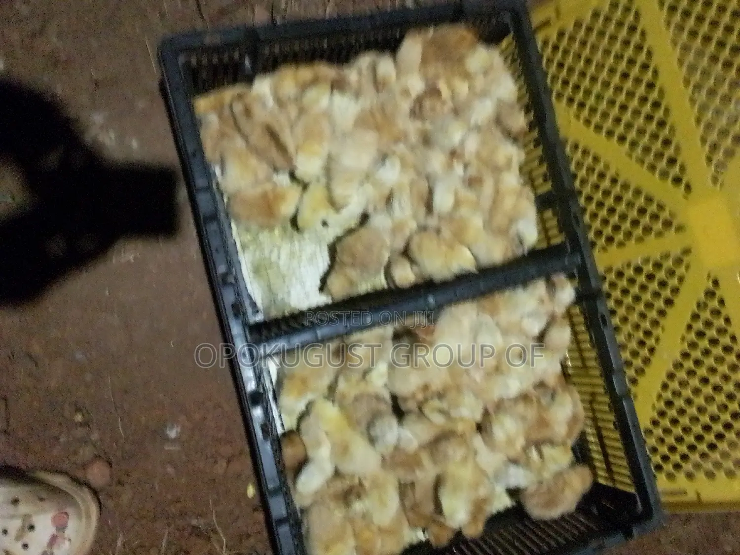 Brown Broilers for Sale
