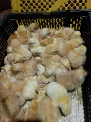 Brown Broilers for Sale