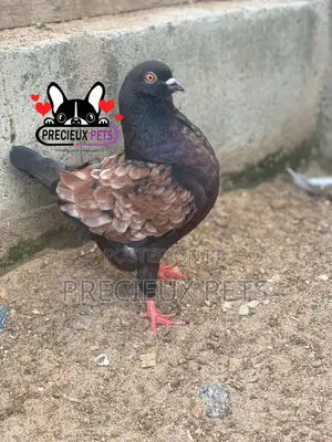 Photo - Modena Pigeons
