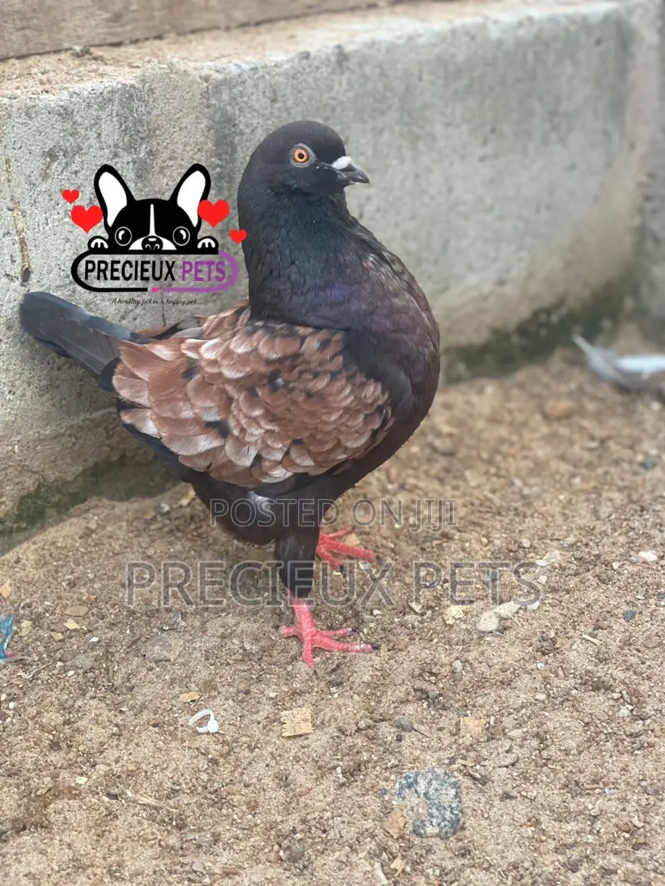 Modena Pigeons