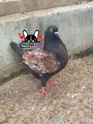 Modena Pigeons