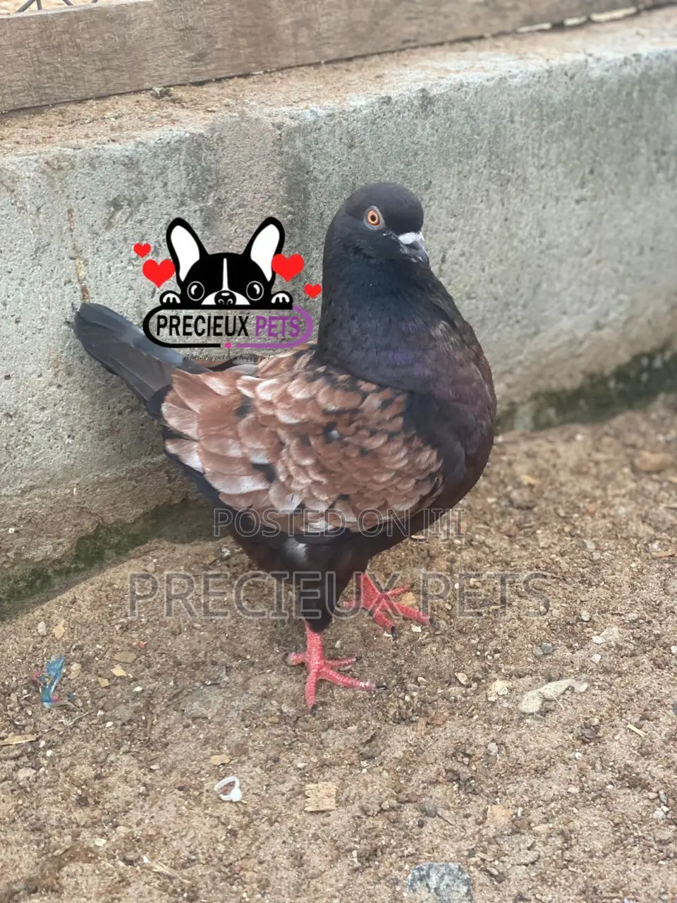 Modena Pigeons