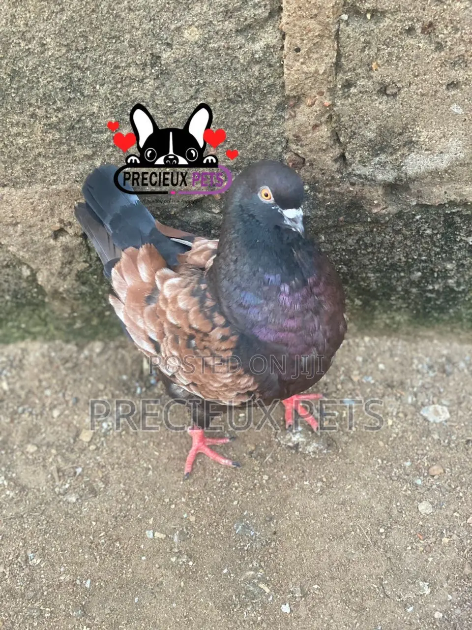 Modena Pigeons