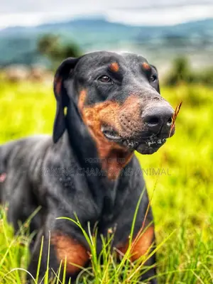 1+ year Male Purebred Doberman Pinscher