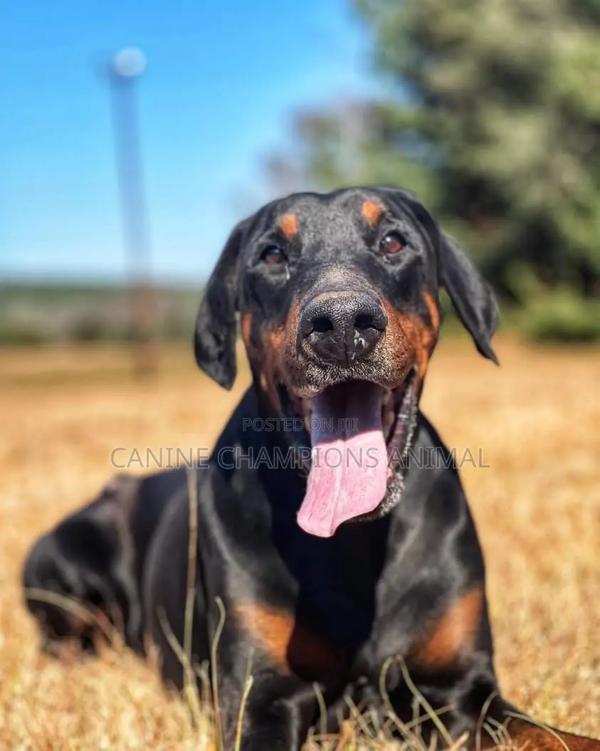1+ year Male Purebred Doberman Pinscher