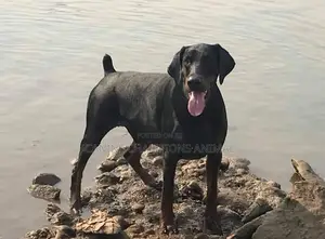 1+ year Male Purebred Doberman Pinscher
