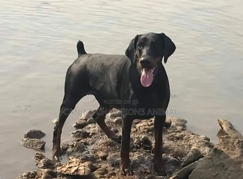 1+ year Male Purebred Doberman Pinscher