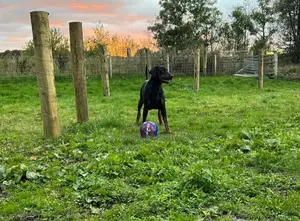 1+ year Male Purebred Doberman Pinscher
