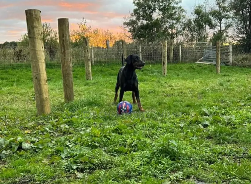 1+ year Male Purebred Doberman Pinscher