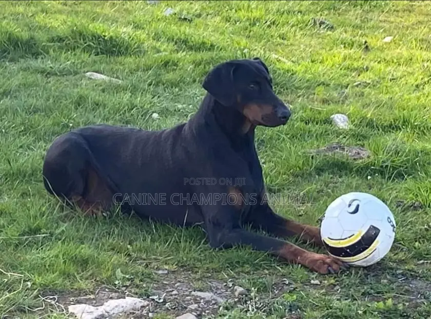 1+ year Male Purebred Doberman Pinscher