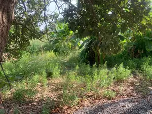 5 Plots of Land at Berekusu