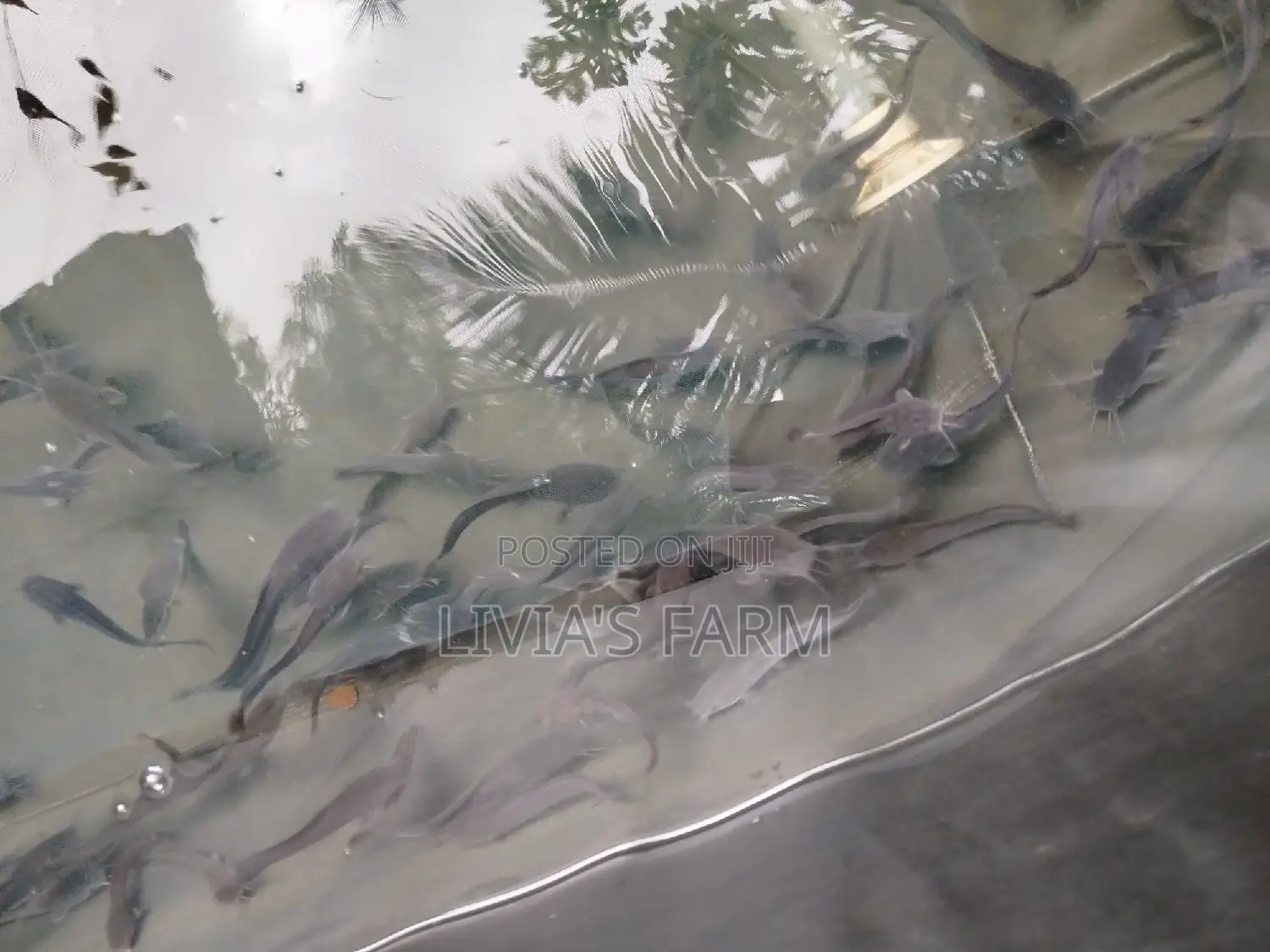 Healthy,Starter Cat Fish