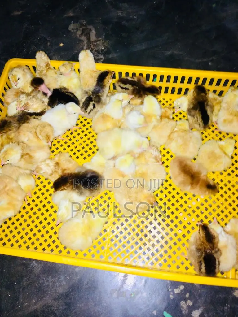 Fullani Gaint Local Fowls