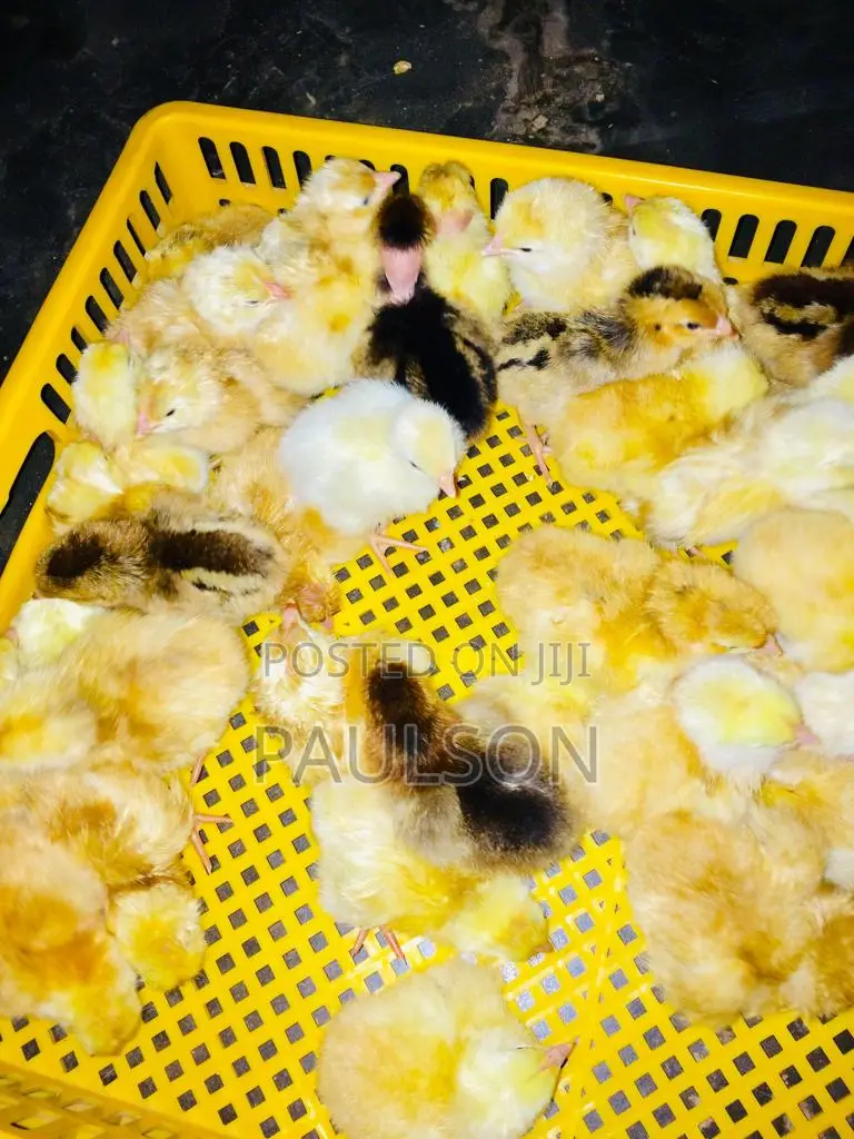 Fullani Gaint Local Fowls