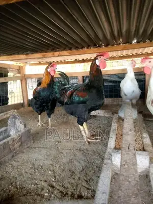 Fullani Gaint Local Fowls