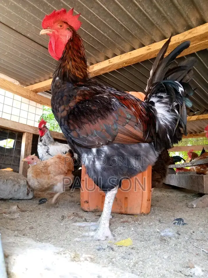 Fullani Gaint Local Fowls