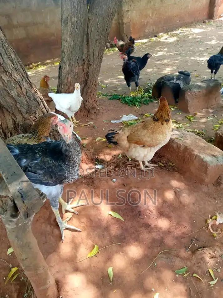 Fullani Gaint Local Fowls