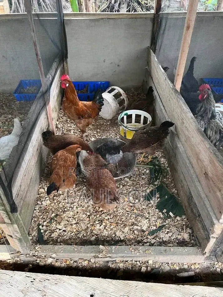 Fullani Gaint Local Fowls