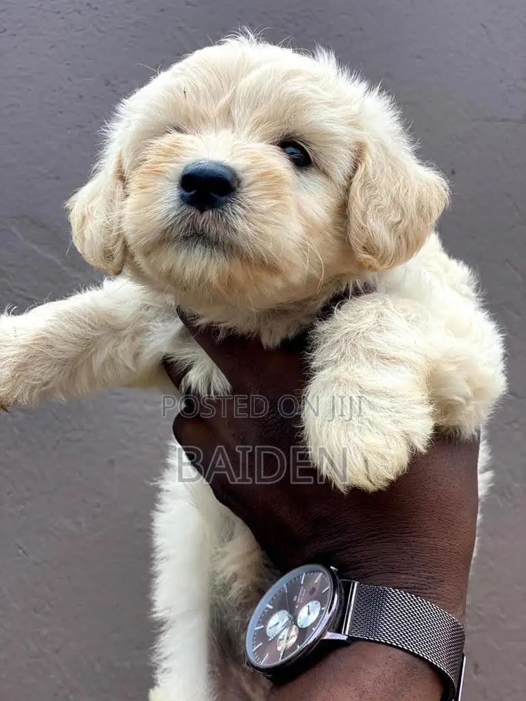 3-6 months Female Purebred Poodle