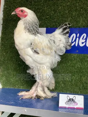 Young Male Brahmas Chick -002