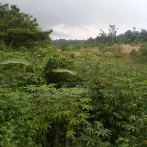 Gold Land for Sale