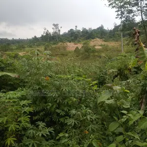 Gold Land for Sale