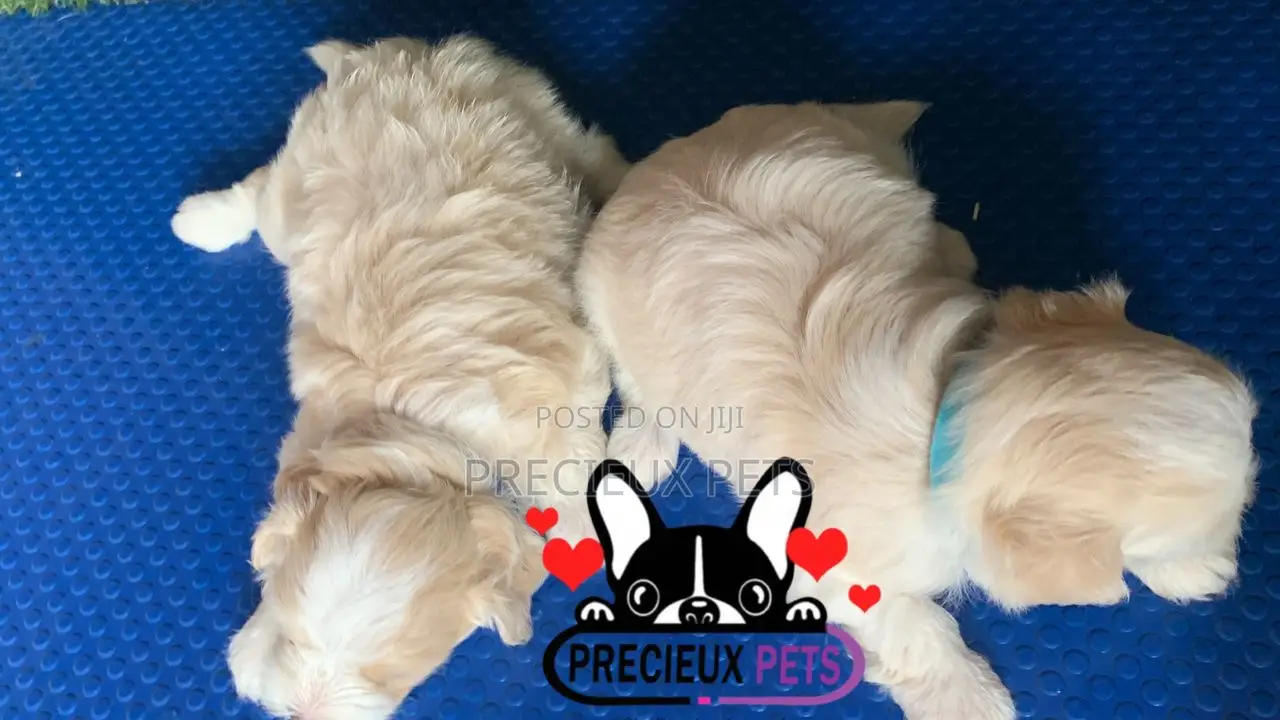 1-3 months Male Purebred Poodle