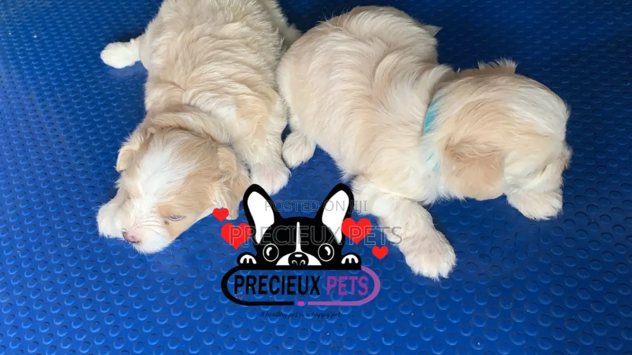 1-3 months Male Purebred Poodle