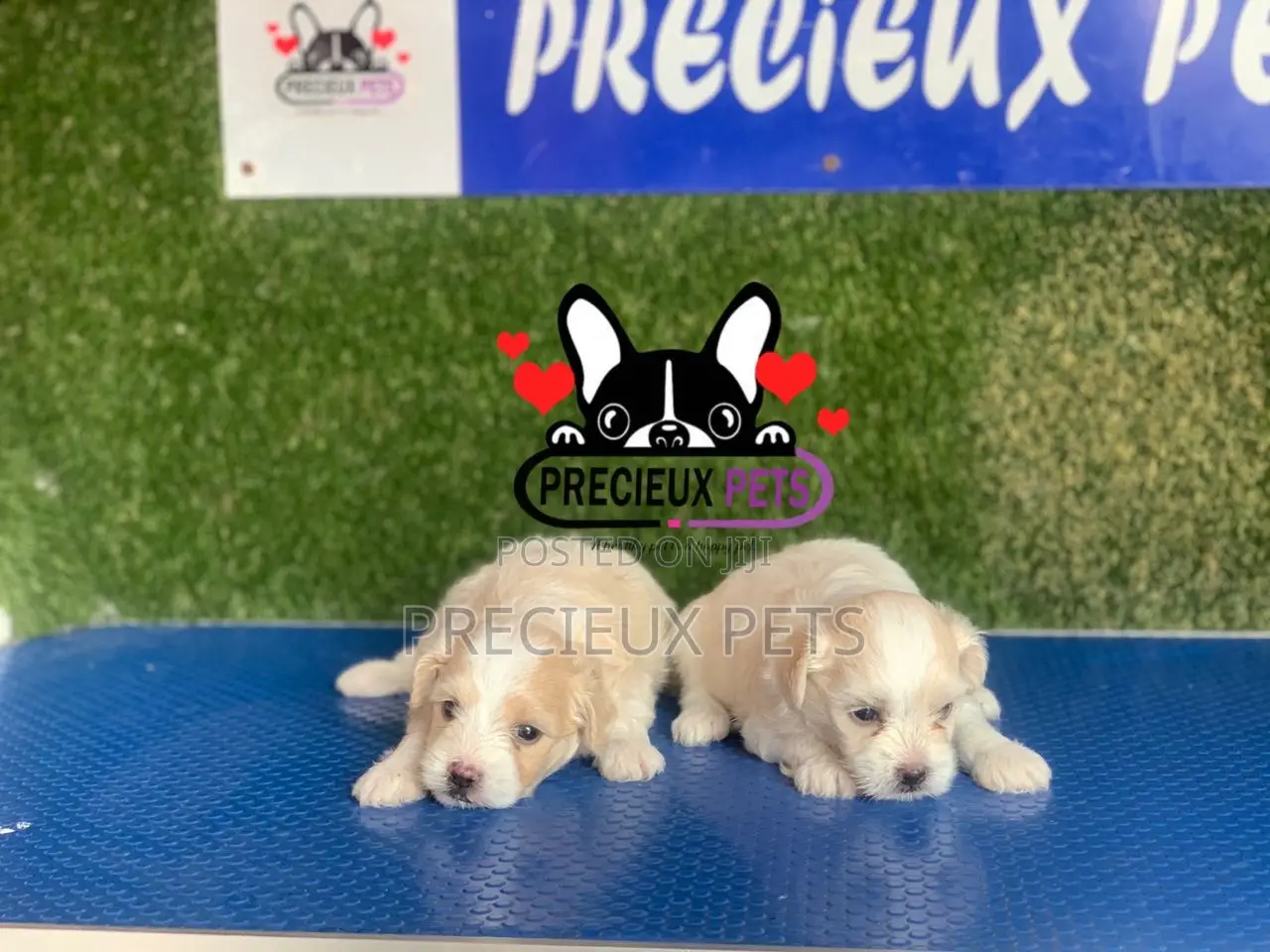 1-3 months Male Purebred Poodle