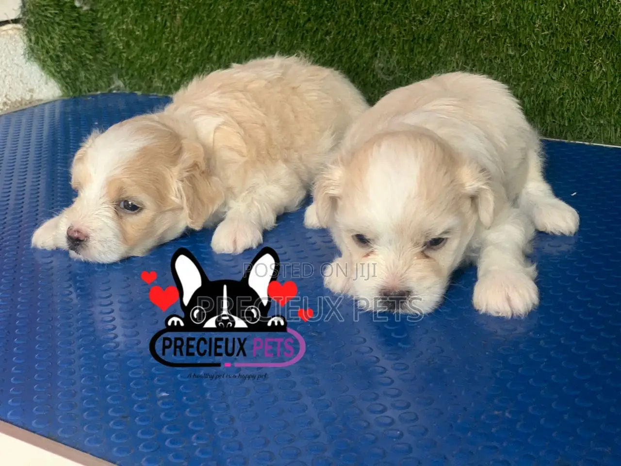 1-3 months Male Purebred Poodle