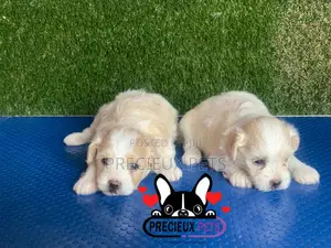 1-3 months Male Purebred Poodle
