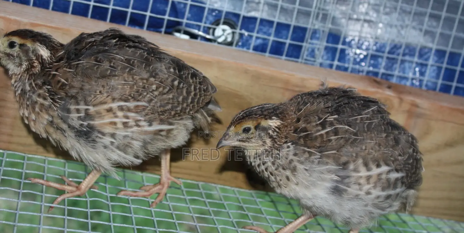 Quails 3weeks for Sale