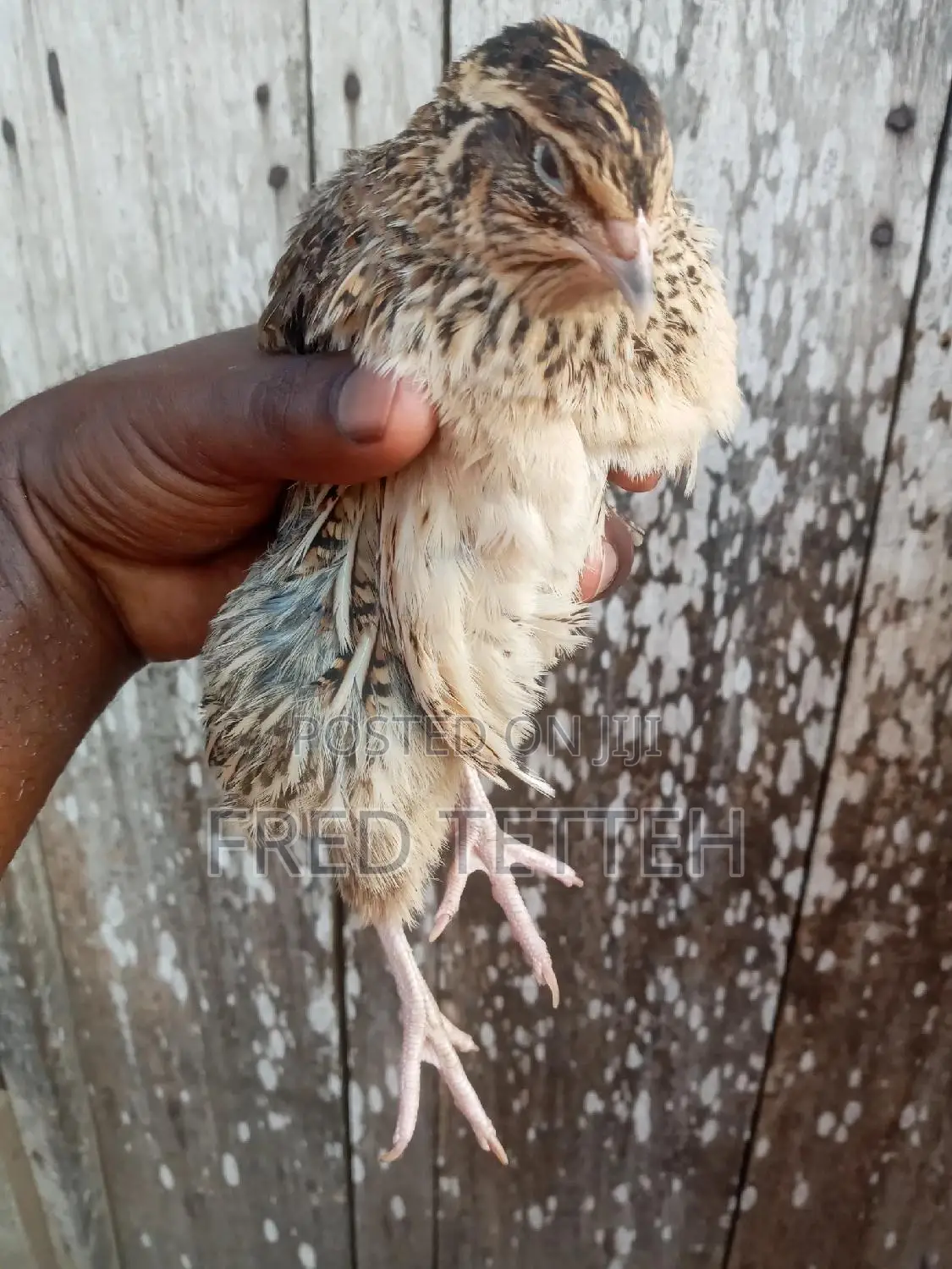 Quails 3weeks for Sale