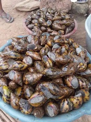 Snails for Rearing and Meat