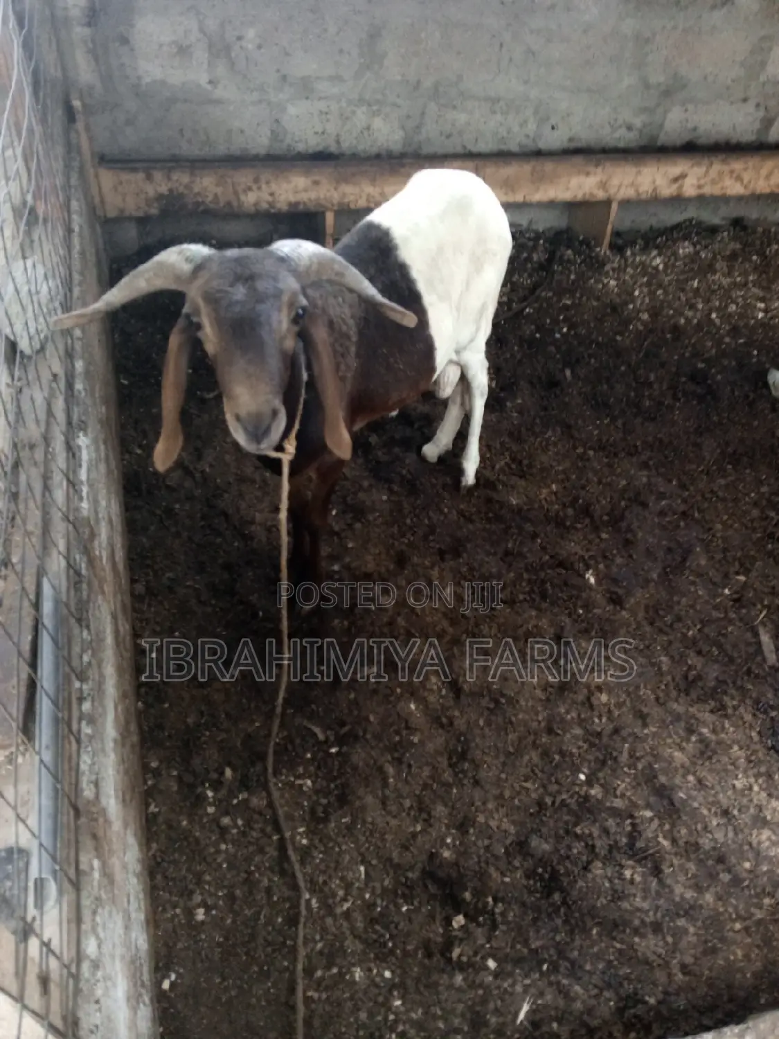 Affordable Sheep