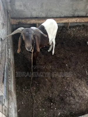 Affordable Sheep