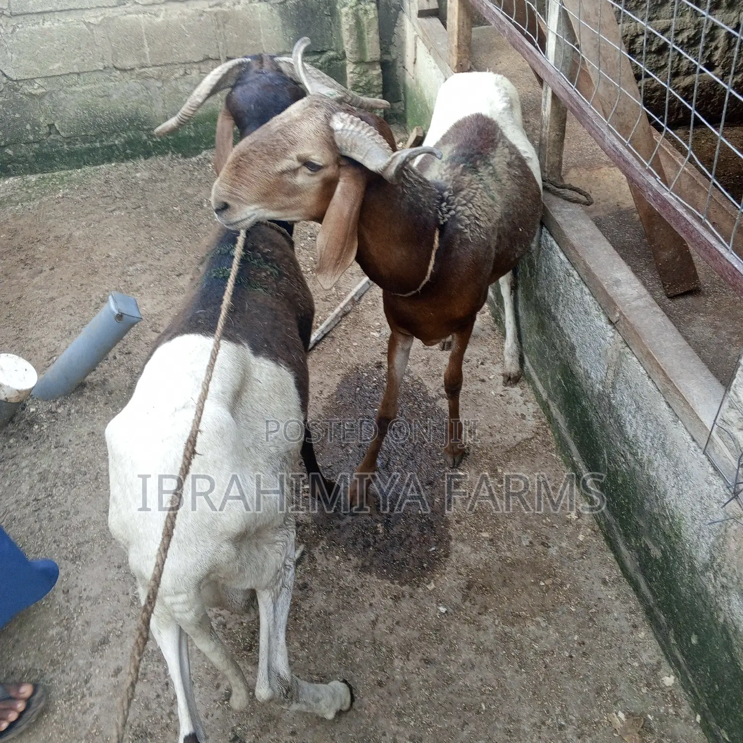 Affordable Sheep