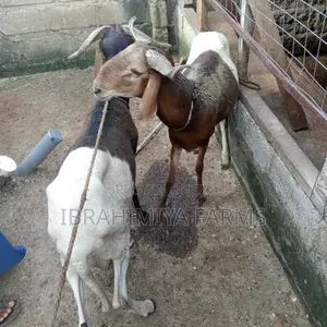 Affordable Sheep