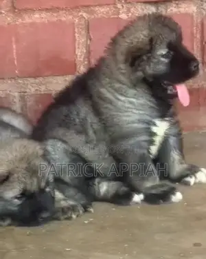 1-3 months Male Purebred Caucasian Shepherd