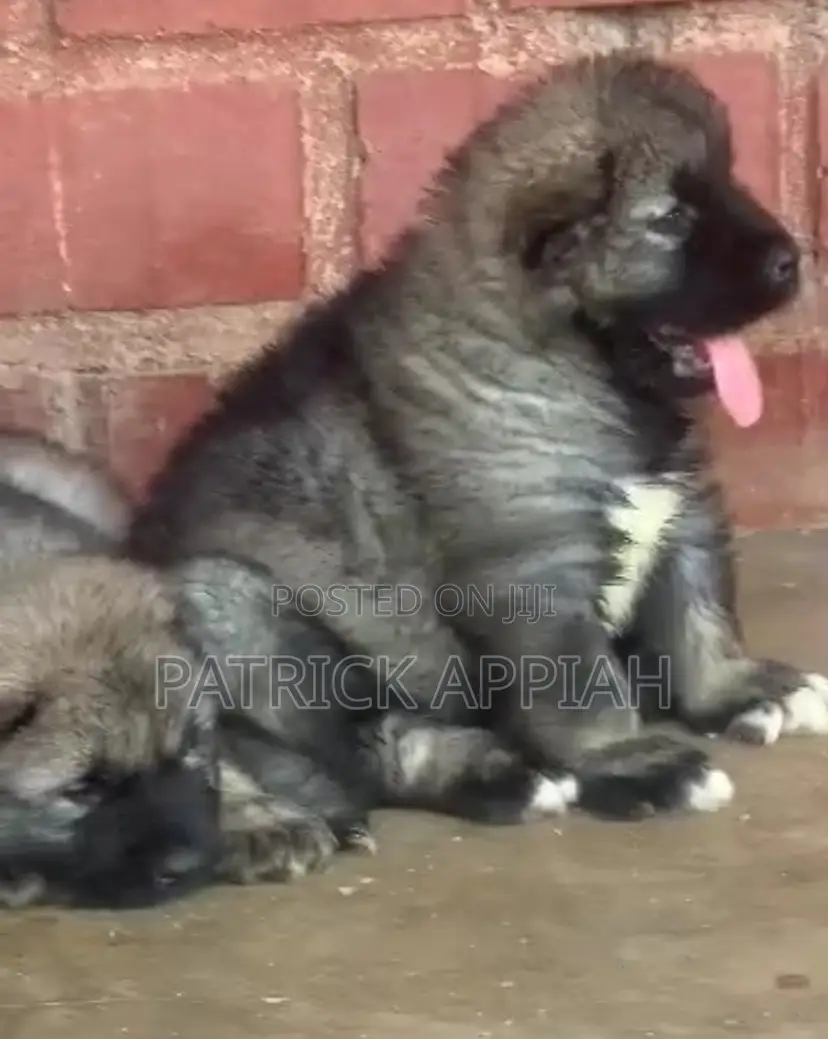 1-3 months Male Purebred Caucasian Shepherd
