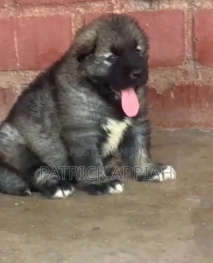 1-3 months Male Purebred Caucasian Shepherd