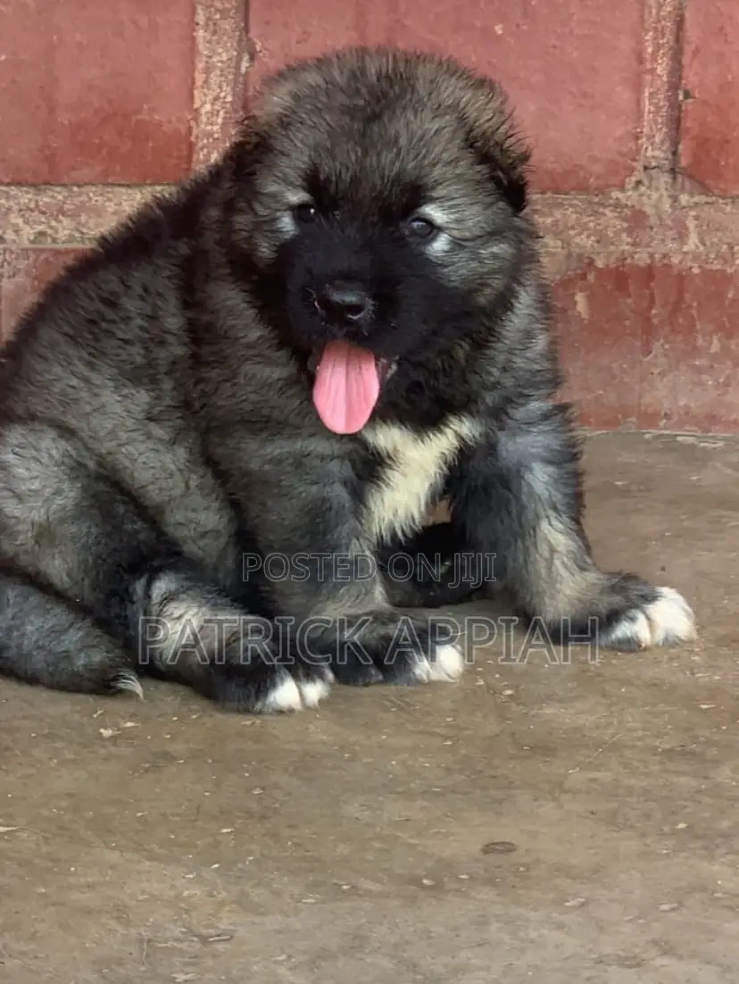 1-3 months Male Purebred Caucasian Shepherd