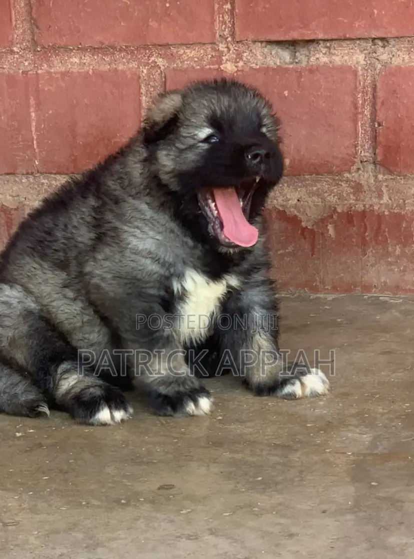 1-3 months Male Purebred Caucasian Shepherd