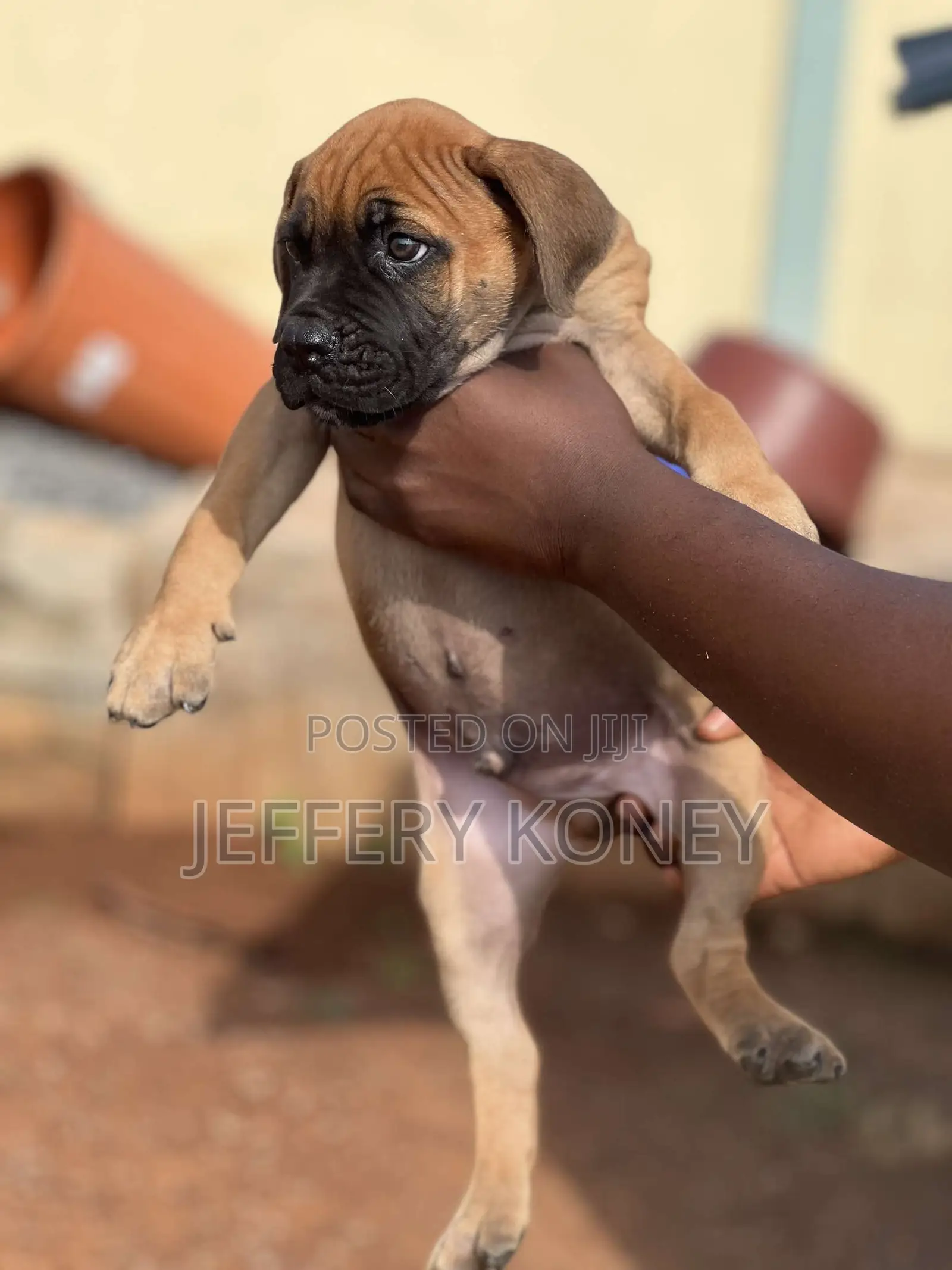 1-3 months Male Purebred Boerboel