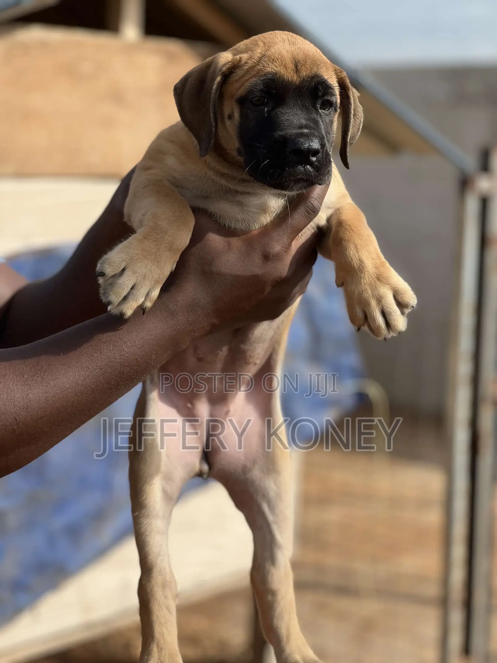 1-3 months Male Purebred Boerboel