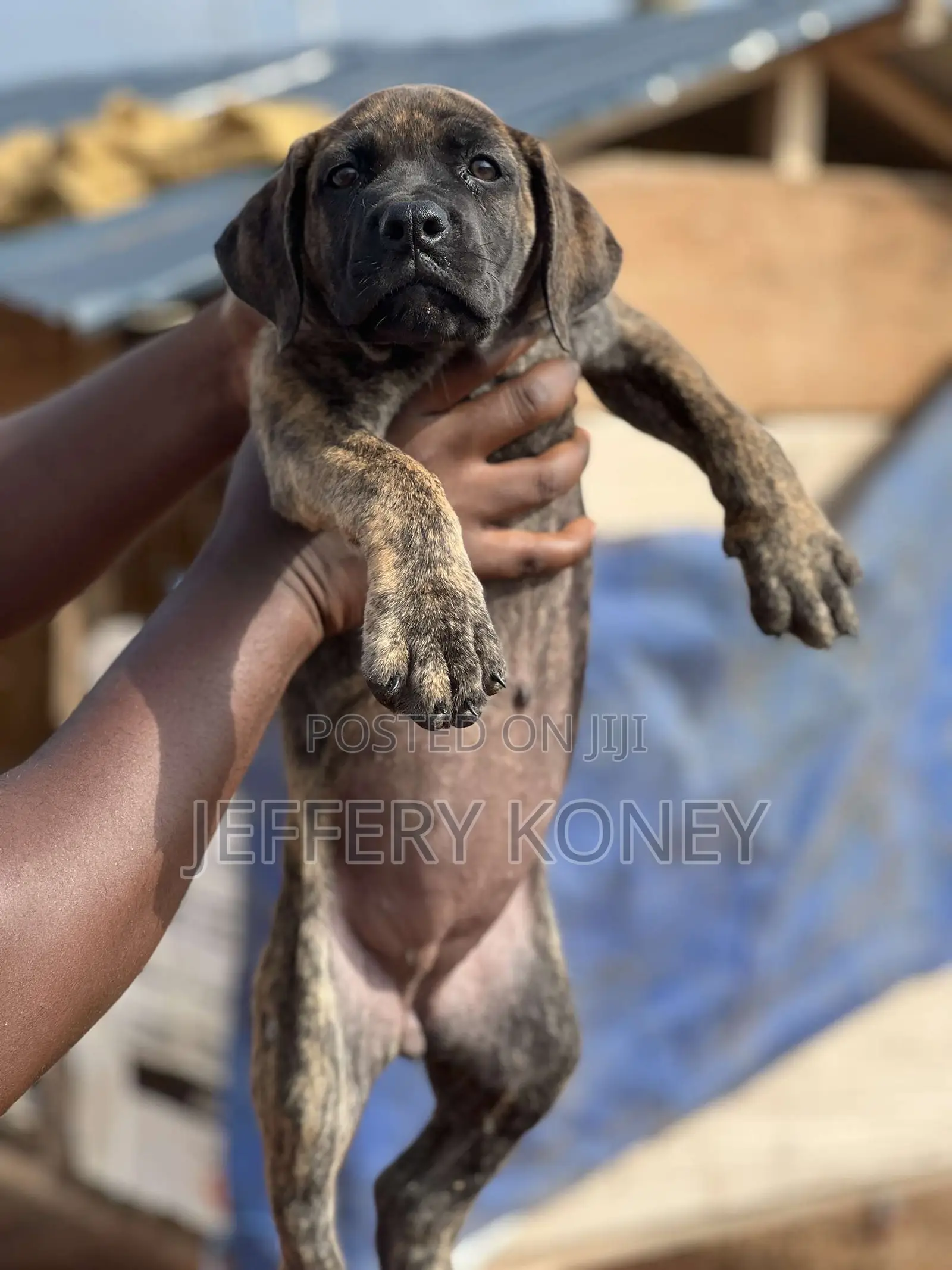 1-3 months Female Purebred Boerboel
