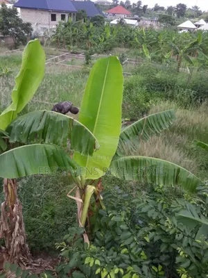 One and Half Icre Plot at Faade for Sale