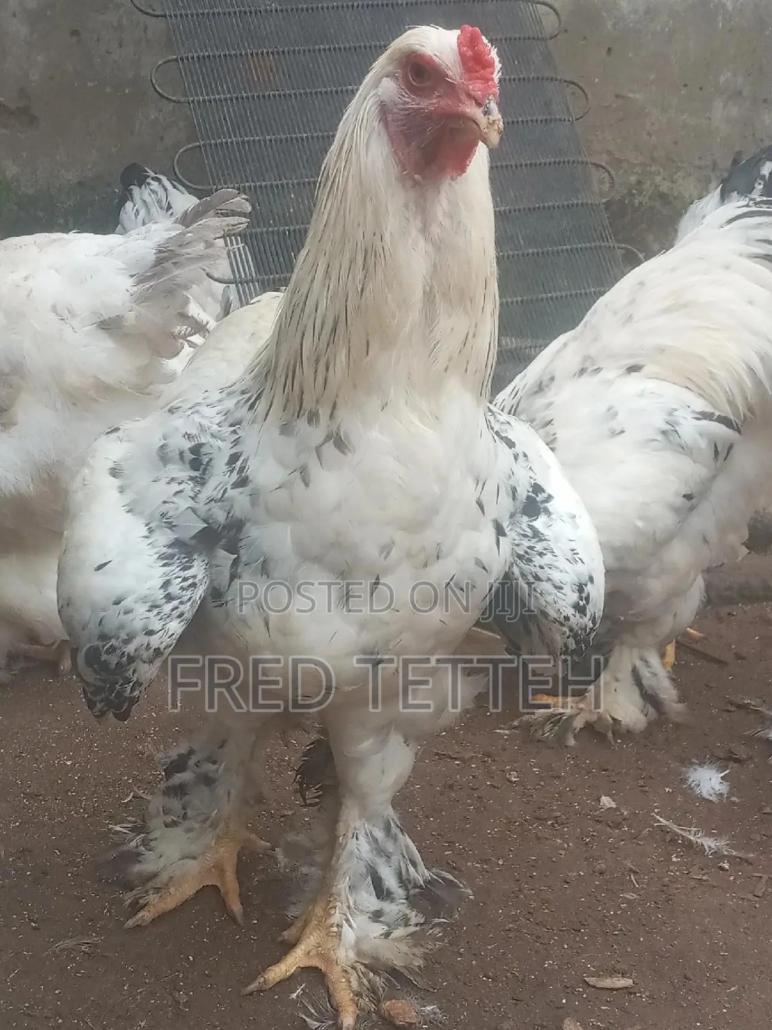 Brahma 6months
