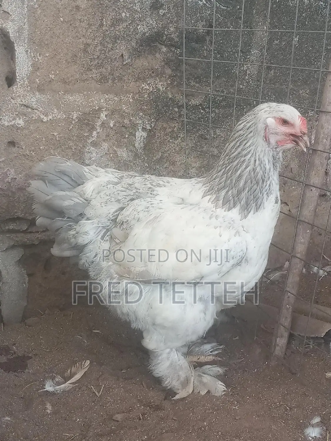 Brahma 6months